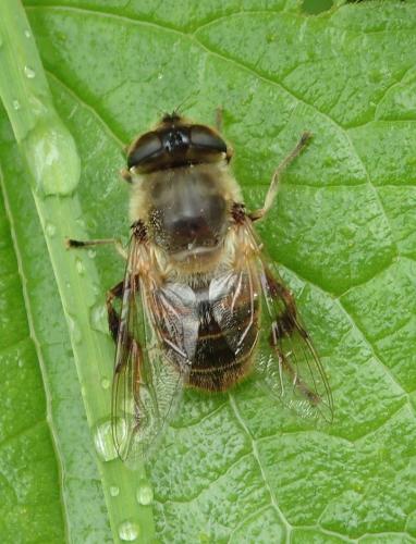 Eristalis tenax